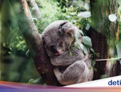 5 Hewan yang Tidur Lebih Untuk 18 Jam per Hari, Bisa Tebak?