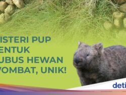 Infografis: Misteri Pup Bentuk Kubus Hewan Wombat, Unik!