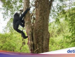 Apa Itu Habitat? Ini Pengertian, Fungsi, Jenis, dan Pentingnya Untuk Ekosistem