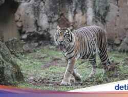 Studi Terbaru Ungkap Predator Paling Mematikan