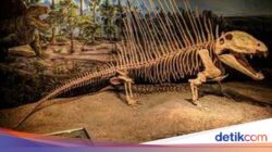 Hewan Ini Dari Sebab Itu Puncak Predator Sebelumnya Dinosaurus Hadir Di Bumi