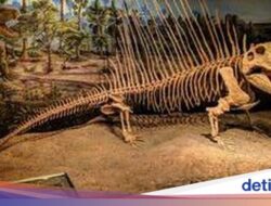 Hewan Ini Dari Sebab Itu Puncak Predator Sebelumnya Dinosaurus Hadir Di Bumi