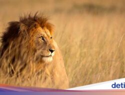 Bukan Singa, “Predator” Inilah yang Paling Ditakuti Hewan Sabana Afrika