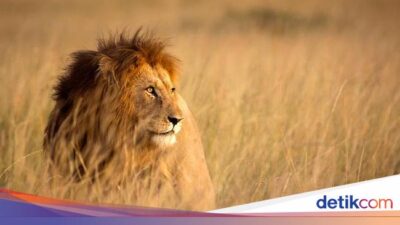 Bukan Singa, “Predator” Inilah yang Paling Ditakuti Hewan Sabana Afrika