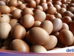 Ayam Dulu atau Telur Dulu? Begini Jawaban Ilmuwan