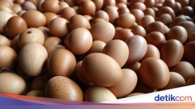 Ayam Dulu atau Telur Dulu? Begini Jawaban Ilmuwan