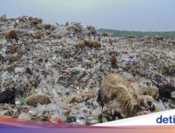 Ngeri! Bahan Kimia Di Plastik Terbukti Merusak Sel Kelamin Hewan Ini