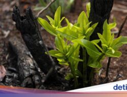 Ilmuwan Ingatkan Tanam Pohon Justru Percepat Pemanasan Internasional, Kok Bisa?