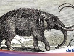 Seorang Warga Tak Sengaja Menemukan Fosil Purba Ke Rumahnya, Ternyata Milik Mastodon