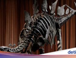 Penampakan Fosil Stegosaurus, Penemuan Langka Di Museum AS