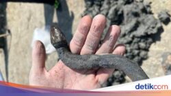 Ada Harta Karun Ular Perunggu Ke Situs Pemandian, Diyakini Peninggalan Bangsa Ini