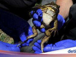 Wujud Katak Fosil yang Terancam Punah Akibat Krisis Lingkungan