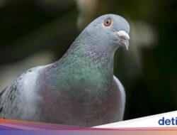 12 Burung Termahal Ke Dunia, Ada yang Harganya Capai Rp 22 Miliar!