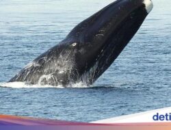 Paus Ternyata Bisa Berumur Setua Ini Menurut Studi Mutakhir, Sampai 200 Tahun?