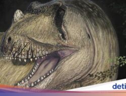 Foto Fosil Dinosaurus Bercula yang Musnah Ke Pertempuran Dunia II Ditemukan