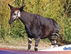 Hewan Ini Berbadan Zebra tapi Bentuknya Mirip Jerapah, Unik Banget!