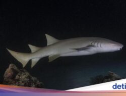 Hiu 41 Kali Lebih Banyak ‘Nongkrong’ Hingga Gunung Bawah Laut, Kenapa Ya?