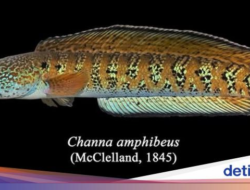 Ilmuwan Kaget, Ikan Ini ‘Bangkit Didalam Kematian’ Setelahnya 85 Tahun Punah