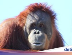 Bisakah Hewan Belajar Bahasa Untuk Spesies Lain? Ini Hasil Temuan Ilmuwan