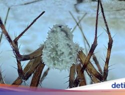 Jamur Infeksi Laba-laba hingga Berubah Dari Sebab Itu ‘Zombie’, Ini Kata Ilmuwan