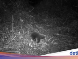 5 Hewan yang Dinyatakan Punah tapi Terlihat Kembali, Ada Fauna Untuk Indonesia