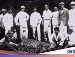 Warga Sukabumi Temukan Bulu Misterius yang Diduga Milik Harimau Jawa, Belum Punah?