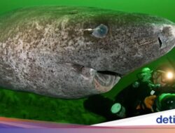 6 Hewan Ini Bisa Hidup hingga Usia 200 Tahun Lebih, Hiu hingga Cacing