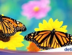 Peneliti IPB Cemas Pertumbuhan Kupu-kupu Menurun, Kesejaganan Ekosistem Terancam!