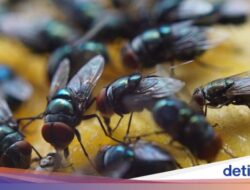 Apa yang Terjadi Usai Seekor Lalat Hinggap Ke Minuman Kita?