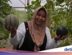 Disebut Pertama Hingga Dunia! Melon Hitam Hasil Rekayasa Genetika Mahasiswa S3 UB