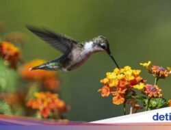 Ternyata Ada Burung yang Bisa Terbang Mundur, Bisa Tebak?