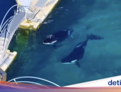 Duh! 2 Orca dan 12 Lumba-lumba Terjebak Di Taman Pertunjukan Laut yang Ditutup