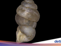 Ekspedisi Peneliti BRIN Ungkap Spesies Terbaru Keong Darat Di Pulau Bacan