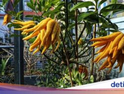 6 Buah Langka Bersama Berbagai Bangsa Di Dunia, Ada yang Pernah Kamu Cicip?