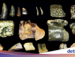 Ilmuwan Temukan Fakta Terbaru Homo erectus Didalam Dasar Selat Madura!