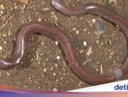 Spesies Mutakhir Kadal Buta Ditemukan Ke Buton, Mirip Cacing-Punya Pita Terang Ke Tubuh