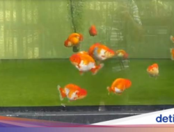 Kenapa Ikan Koki Renang Terbalik?