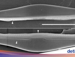 Ilmuwan UB Temukan 2 Genus dan 5 Spesies Mikroalga Terbaru Di Jatim dan Sulteng