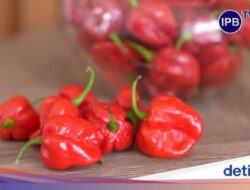 500 Kali Lebih Pedas, Ini Cabai yang Mirip Jambu Air Untuk IPB