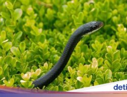 Apakah Tanaman Bisa Usir Ular?