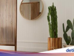 5 Tanaman yang Bisa Hidup Tanpa Disiram Berbulan-bulan