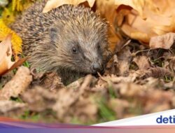 6 Hewan yang Ditakuti Ular Sebab Bisa Memakannya, Landak hingga Elang