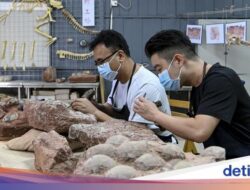 Mengapa Fosil Dinosaurus Sering Ditemukan Di China?