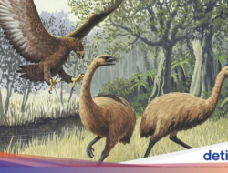 Ambisi Hidupkan Burung Purba Moa, Raksasa yang Punah 6 Abad Lalu
