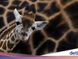 Mengapa Jerapah Memperoleh Bintik-bintik Hingga Tubuh Mereka?