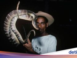 3 Negeri Didalam Spesies Ular Terbanyak Di Dunia, Indonesia Termasuk?
