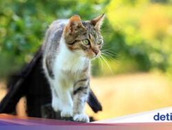 Apakah Benar Kucing Membenci Air? Ini Penjelasan Pakar