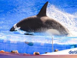 Viral Hoaks Bunuh Manajer, Apakah Orca Bisa Memakan Manusia?