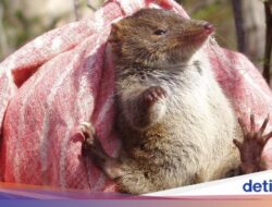 Ilmuwan Temukan Marsupial Terbaru Di Fosil, Tak Sempat Terlihat Sebab Punah