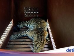 Harimau-Macan Tutul Muncul Di Permukiman, Pakar BRIN: Itu Alarm Ekologis!